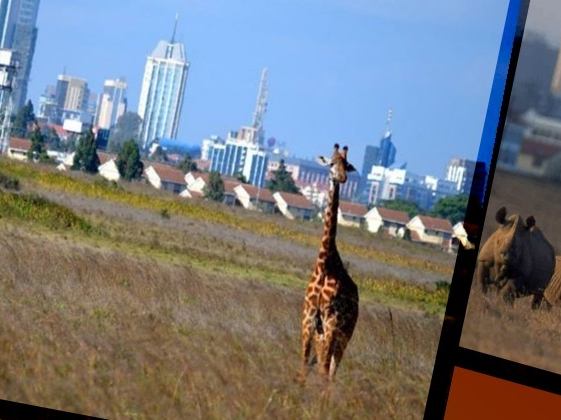 Nairobi National Park Tour - Half Day