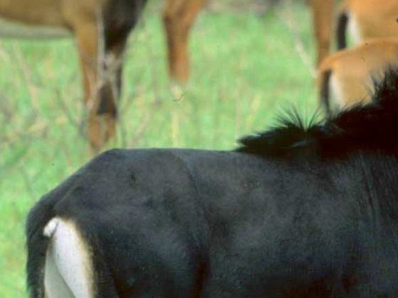 Shimba Hills National Reserve Day Trip