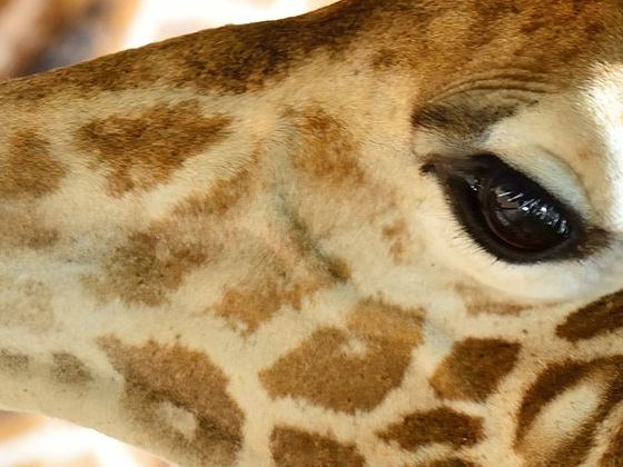 Nairobi City Tour - Half Day