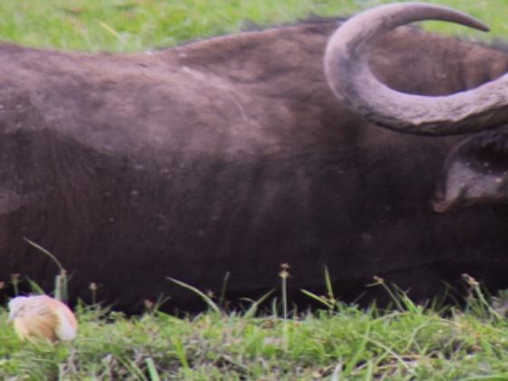 Amboseli National Park Day Tour