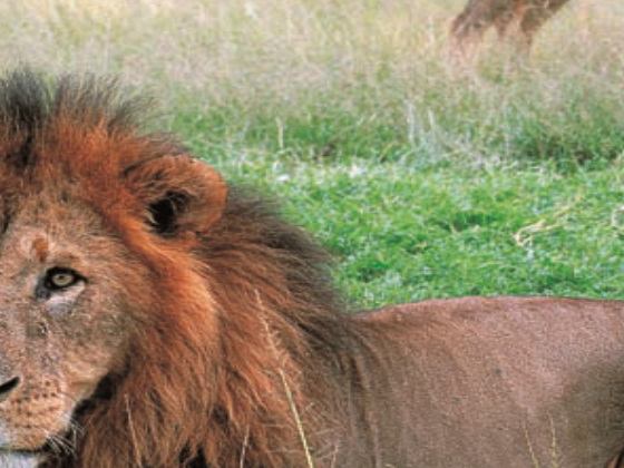 Lakes Nakuru, Naivasha & Crescent Island Day Tour