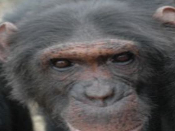 Ol Pejeta Wildlife Sanctuary Day Tour