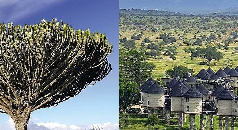 Sarova Saltlick Game Lodge