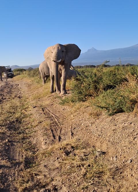 An elephant beside the game drive track in Amboseli with Mount Kilimanjaro behind