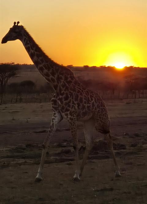 A giraffe walking into the sunset on the plains