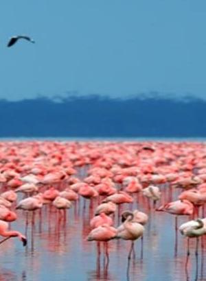 Flamingos on Lake Nakuru