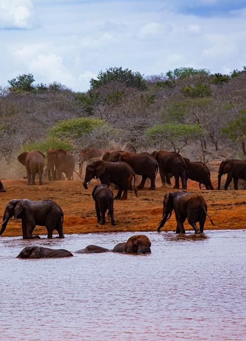 Red-dust elephants drinking and bathing at a waterhole in Tsavo East
