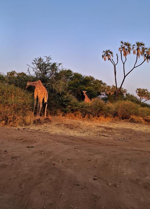 Reticulated giraffes among doum palms at golden hour