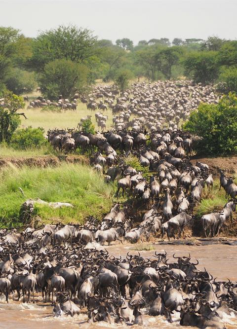 Wildebeest crossing the Mara River during the Great Migration