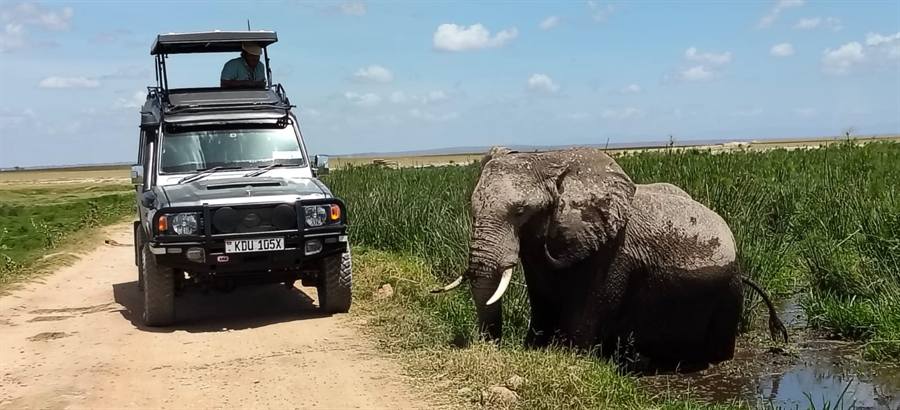 A 4x4 safari vehicle with its roof raised on a sandy track beside an elephant standing in a green swamp