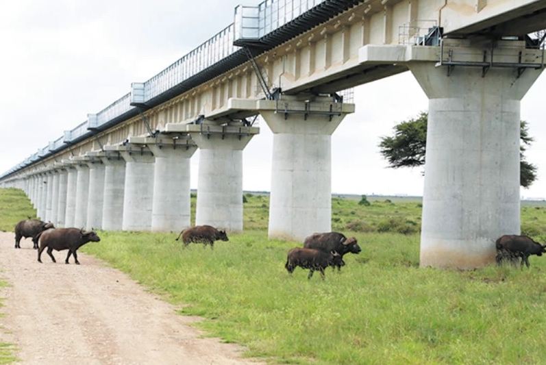 A herd of buffalo walking on the grass beneath the long concrete pillars of the SGR viaduct in Nairobi National Park
