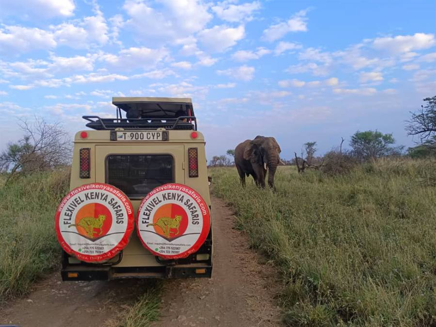 The back of a cream 4x4 with two Flexivel Kenya Safaris wheel covers on a grassy track, with an elephant walking beside it