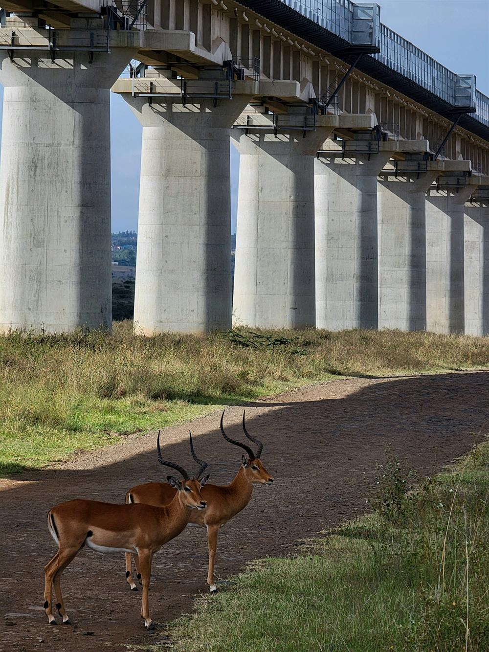 Two male impala with spiralling horns standing on a dirt track beneath the tall concrete pillars of the SGR viaduct in Nairobi National Park