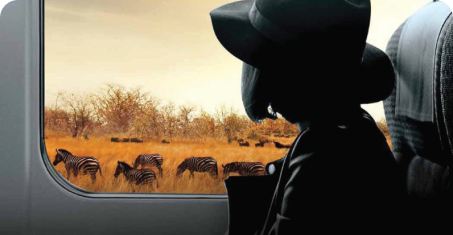 A guest in a wide-brimmed hat looks out of an SGR train window at zebras grazing on golden savanna
